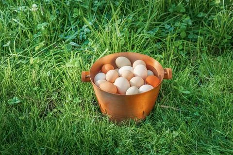 Eggs are one of the most nutritious and versatile foods in the world. 写真素材
