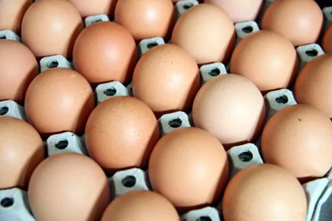 Eggs that are in the panel. Stock Photos