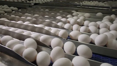 Eggs are Separated by a Conveyor Stock Footage 134283957