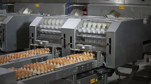 Eggs automated sorting in factory Stock Footage 85269469
