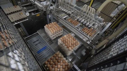 Eggs automated sorting in factory Stock-Footage 85270744
