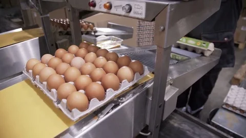 Eggs automated sorting in factory Stock Footage 85271770