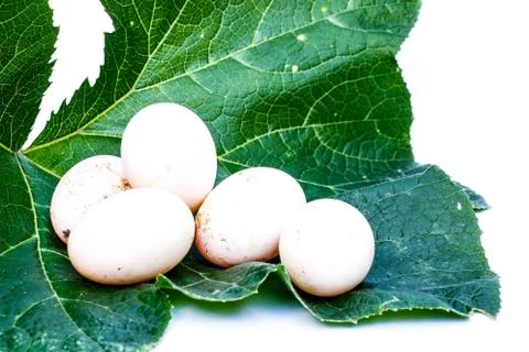 Eggs background Foto stock