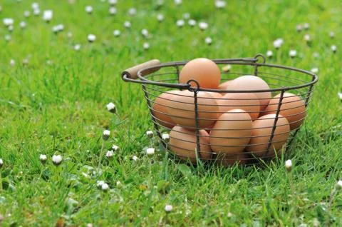 Eggs basket Stock Photos