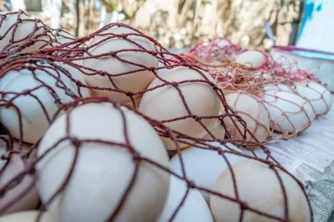 Eggs before being painted for the Easter in a rural area Stock Photos