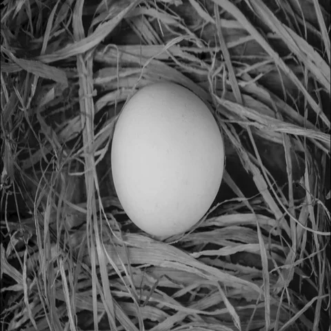 Eggs in a box on a black background Stock Footage 69703207