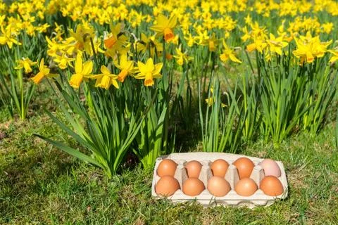 Eggs in box on grass with yellow daffodils Stock Photos