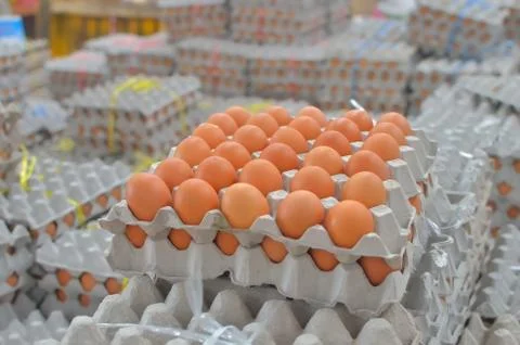 Eggs in box Stock Photos