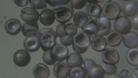 Eggs of brine shrimp under microscope. T... | Stock Video | Pond5