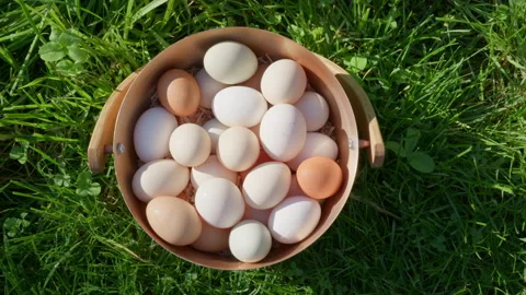 Eggs in the bucket on the grass. Stock Footage 317371912