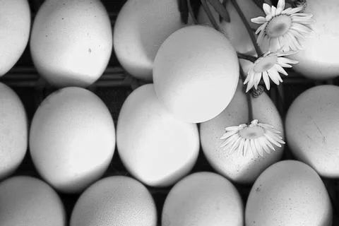 Eggs burlap rustic style 스톡 사진