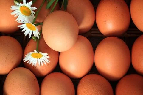 Eggs burlap rustic style 스톡 사진
