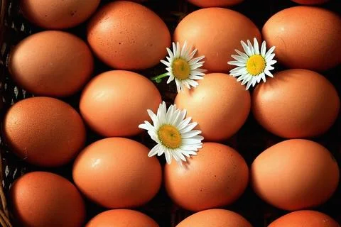 Eggs burlap rustic style Stock Photos