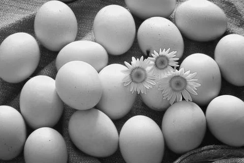 Eggs burlap rustic style Stockfoto's