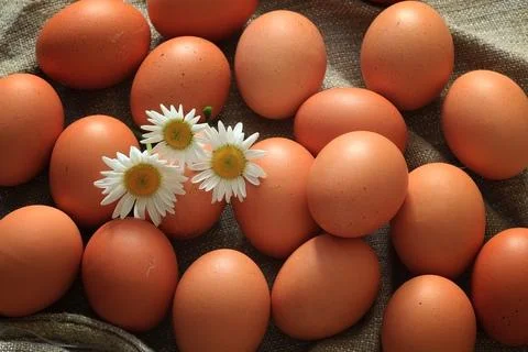 Eggs burlap rustic style 스톡 사진