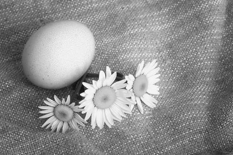Eggs burlap rustic style 스톡 사진
