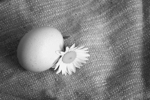 Eggs burlap rustic style 스톡 사진