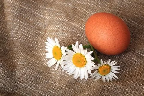 Eggs burlap rustic style Stockfoto's