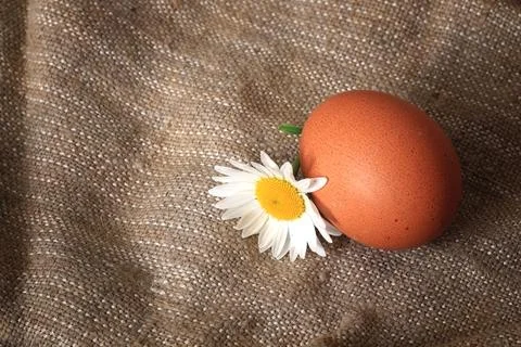 Eggs burlap rustic style 写真素材