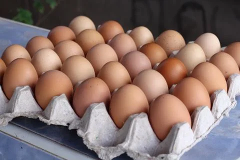 Eggs in a cardboard panel. Stock Photos