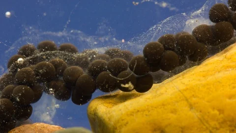 Eggs cell division from common toad, European toad. Timelapse. Video stock 107277279