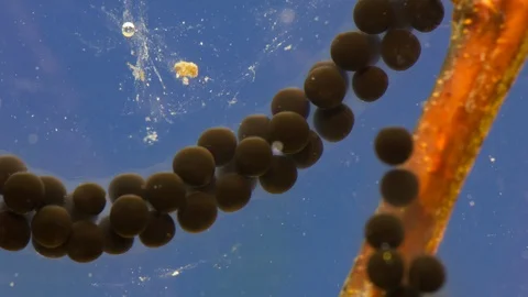 Eggs cell division from common toad, European toad. Timelapse. Stock Footage 107286260