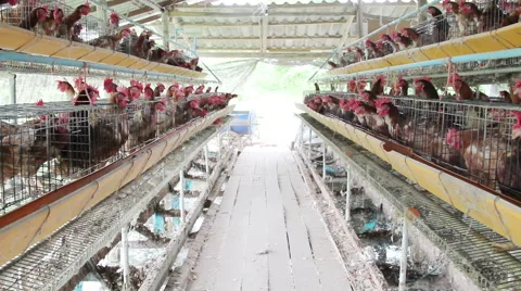 Eggs chicken farm. Stock Footage 55458675