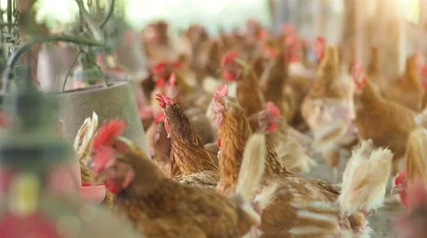 Eggs chicken farm. Stock Footage 62213302