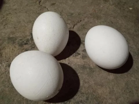 Eggs chicken Stock Photos