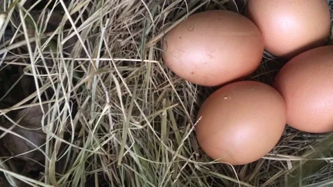 EGGS CHIKEN IN THE FOREST Stock Footage 152050545