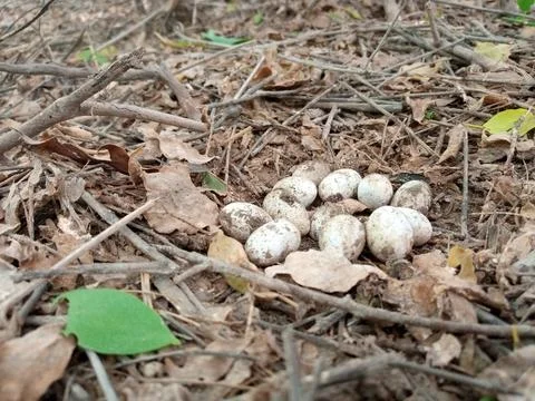 Eggs of cobra Stock Photos