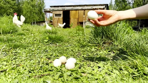 Eggs collecting Stock Footage 310843901