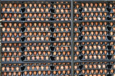 Eggs in container Foto stock