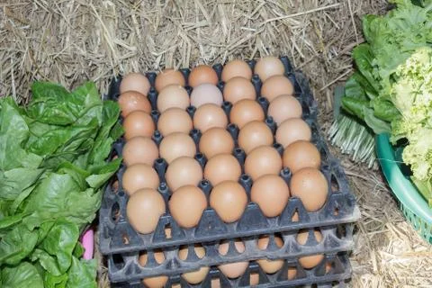 Eggs in container Stock Photos