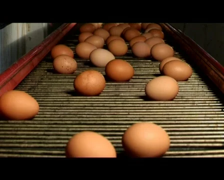 Eggs On A Conveyor Belt - Close Up 스톡 동영상 509440