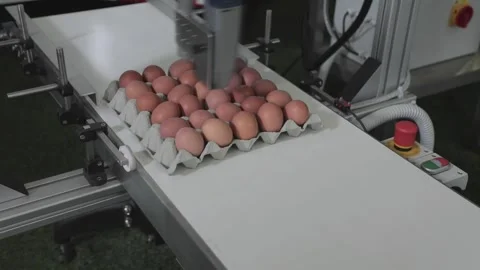 Eggs Conveyor Date Code Video stock 260235021