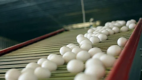 Eggs on the conveyor Stock Footage 72326600