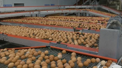 Eggs on the conveyor Stock Footage 93358353