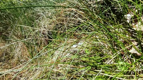 Eggs of the coot in the nest Stock Footage 131454765