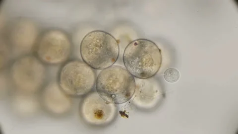 Eggs of crustaceans-Cyclops, under a microscope Vidéo 92447647