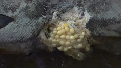Eggs from a dead Salmon still hanging on to her Vídeos de archivo 325629152