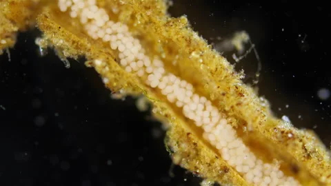 Eggs with developing larvae worm Polydora sp. under microscope, Spionidae Stock Footage 297266347