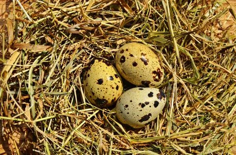 Eggs of different birds in rustic in nest Stock Photos