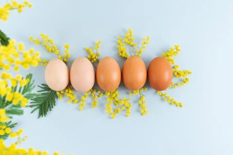 Eggs of different tonalities on blue background with yellow flowers on blue b Stock Photos