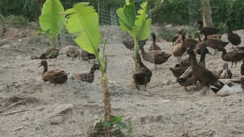 Eggs Duck Breed Stock Footage 136639972
