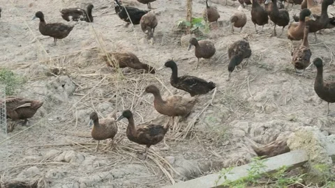 Eggs Duck Breed Video stock 136639991