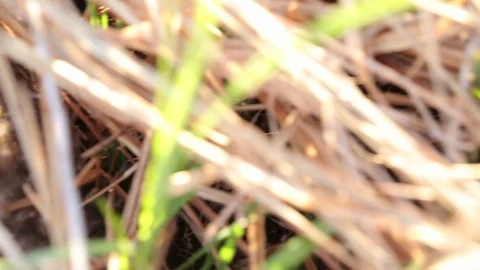 Eggs in Duck Nest Vídeo Stock 79625078