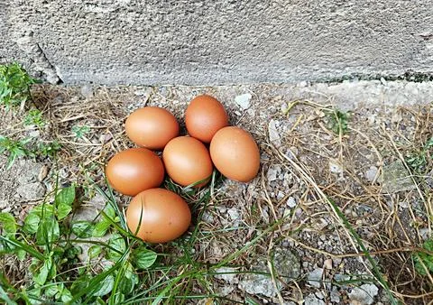 Eggs on the edge of the house Stock-Fotos