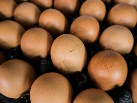 Eggs in the egg panel Stock Photos