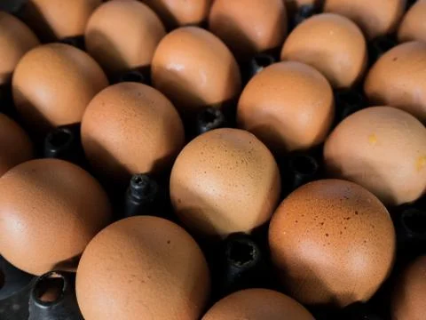 Eggs in the egg panel Stock Photos